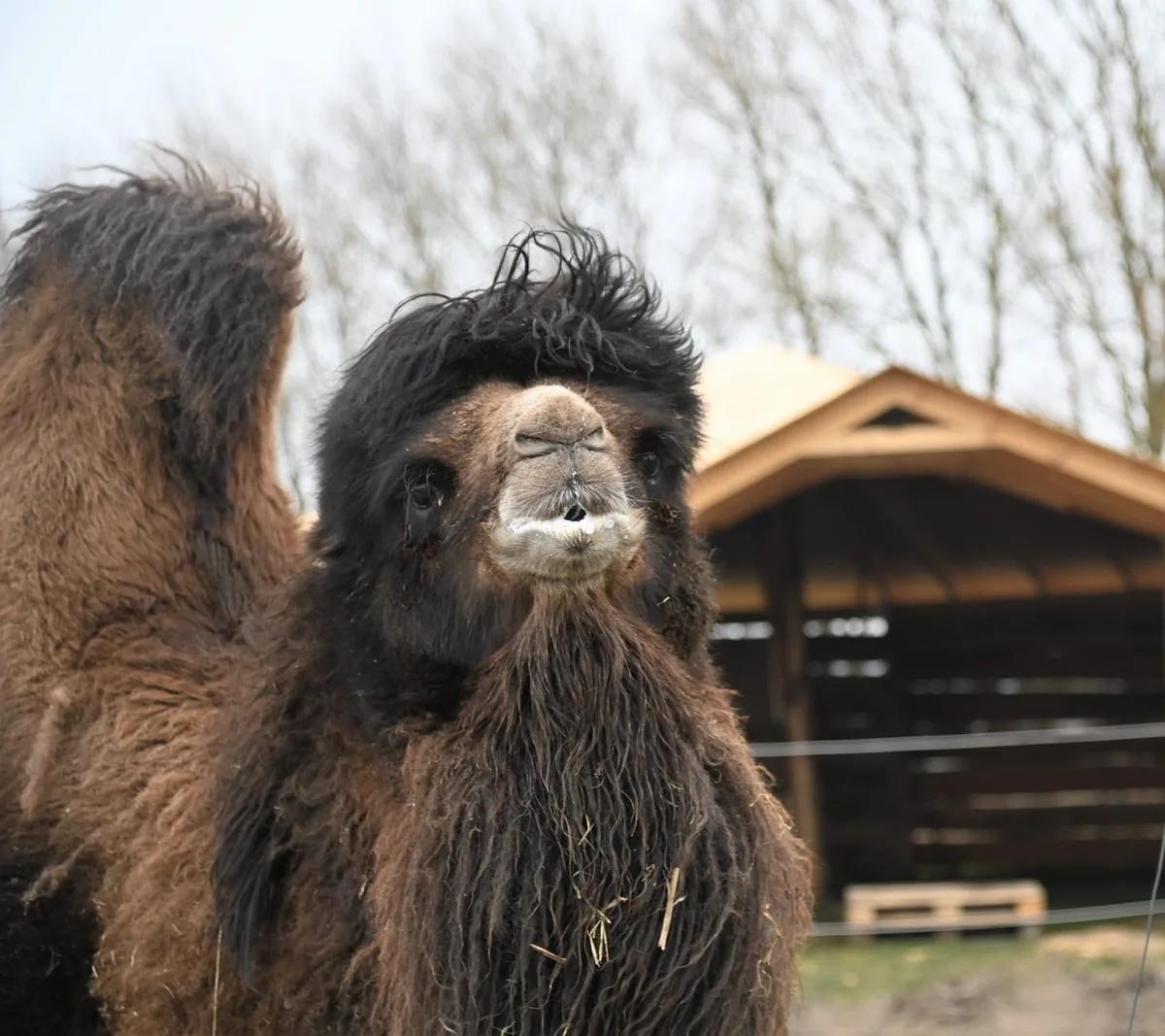 Anton the camel, shaggy and curious, in front of his wooden house