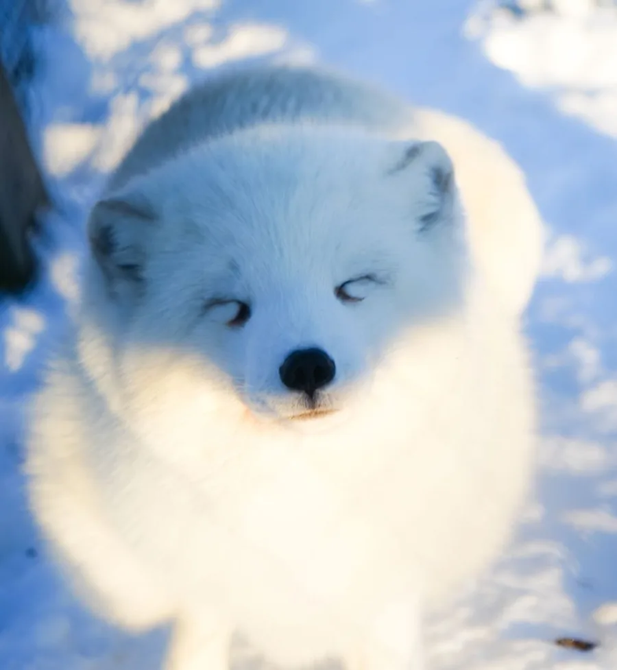 A white fox from the fur farm resting in the snow