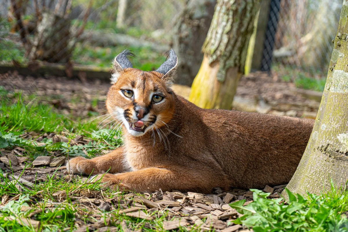 Kaja the caracal lying in the grass at Odsherred Zoo Rescue, ears up
