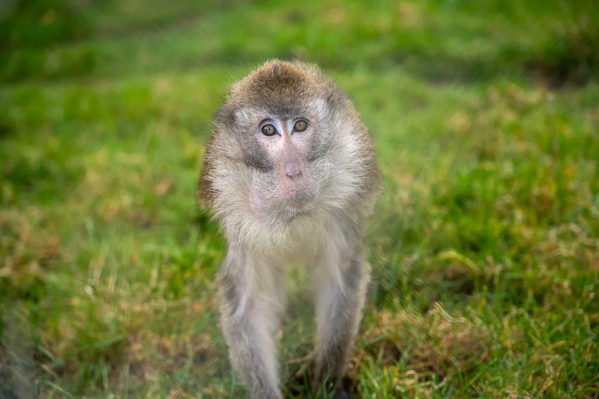 A Java macaque walking towards the camera on the grass